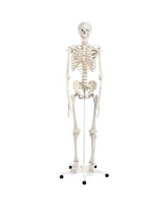 3B Scientific Full-Size Anatomical Skeleton