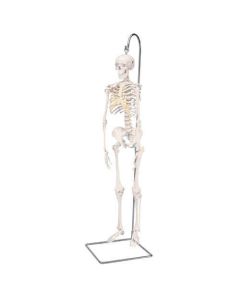 3B Scientific Miniature Anatomical Skeletons