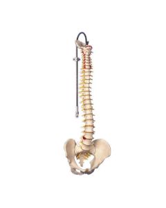 3B Scientific Flexible Spine Anatomical Models