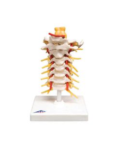 3B Scientific Spinal Column Anatomical Models