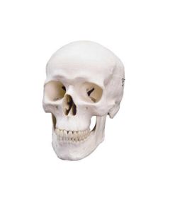 3B Scientific Human Skull Anatomical Models