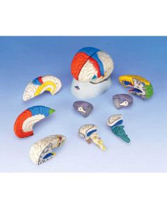 3B Scientific Anatomical Human Brain Models