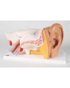 3B Scientific Anatomical Human Ear Model