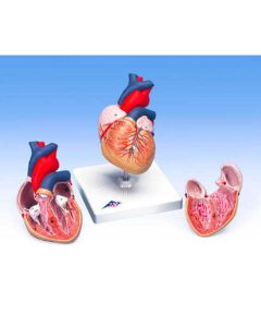 3B Scientific Anatomical Human Heart Model