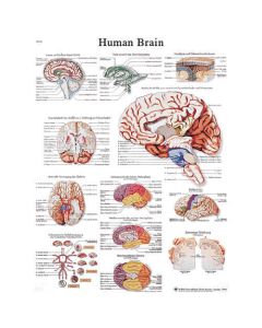 3B Scientific 12-4600 Brain Anatomical Charts