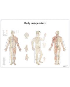 3B Scientific 12-4602 Body Acupuncture Anatomical Charts