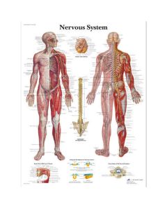 3B Scientific 12-4628 Nervous System Anatomical Charts