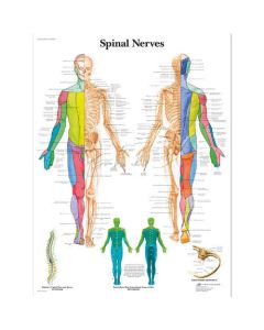 3B Scientific 12-4630 Spinal Nerves Anatomical Charts