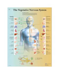 3B Scientific 12-4631 Vegetative Nervous System Anatomical Charts